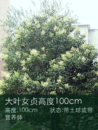大叶女贞高度100cm