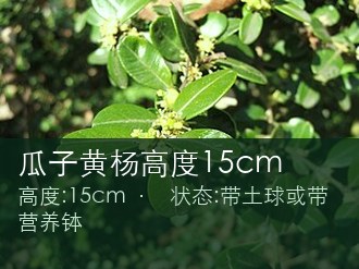 瓜子黄杨高度15cm