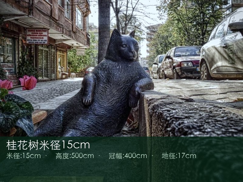 桂花树米径15cm