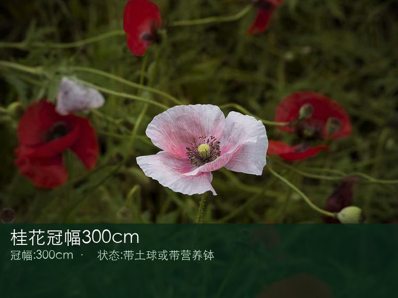 桂花冠幅300cm