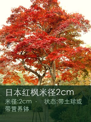 日本红枫米径2cm