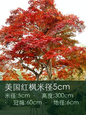 美国红枫米径5cm