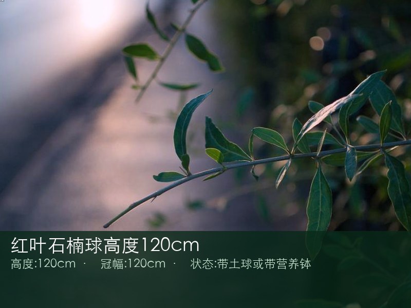 红叶石楠球高度120cm