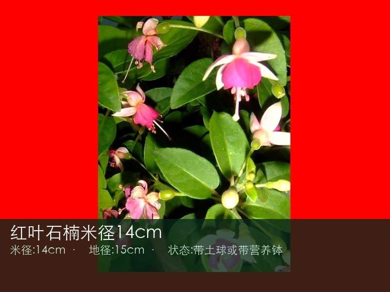 红叶石楠米径14cm