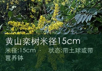黄山栾树米径15cm