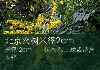 北京栾树米径2cm