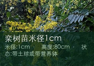 栾树苗米径1cm