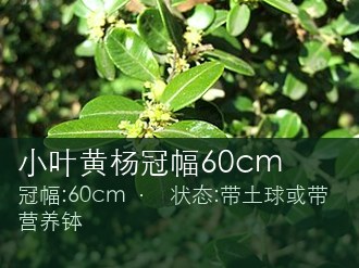 小叶黄杨冠幅60cm