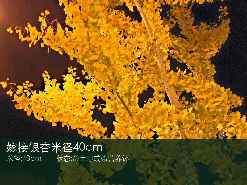 嫁接银杏米径40cm