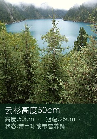 云杉高度50cm